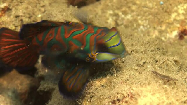Mandarin fish (Synchiropus splendidus) feeding super close up