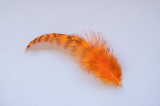 Orange feather against a grey background. Abstract Feather. Ideal for background, mural, backdrop, art, collection, display, covers or decors.