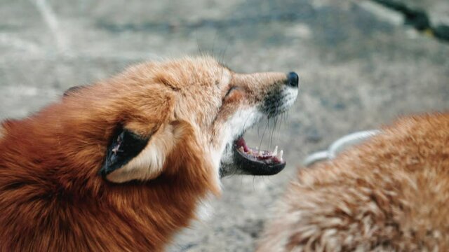 Close Up Of A Cross Fox Howling At Miyagi Zao Fox Village In Japan.