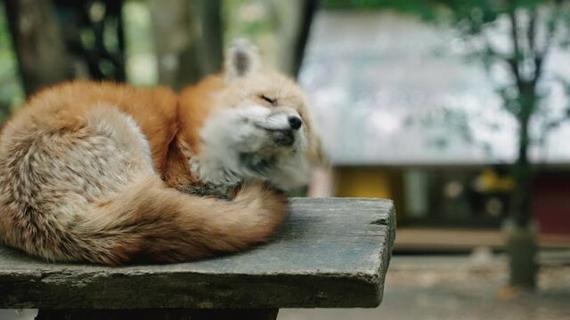 Sleeping Red Fox On Wood. Cross Fox At Miyagi Zao Fox Village In Shiroishi, Japan. close up