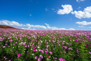 ひたち海浜公園　コキア　コスモス