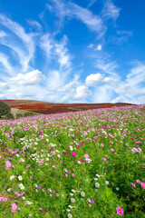ひたち海浜公園　コキア　コスモス