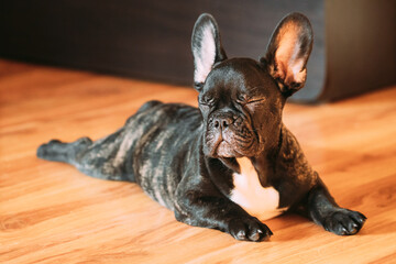 Young Black French Bulldog Dog Puppy With Closed Eyes Sitting On Laminate Floor Indoor Home. Funny Dog Black French Bulldog Dog Puppy Baby.