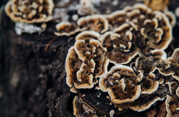 Beautiful natural background. Striped wavy mushroom on a stump. Velvety texture.