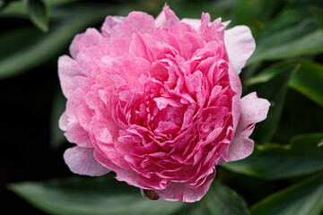 Flower Peony lactiflora Pietertje vriend wagenaar close-up