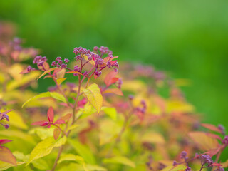 Branches of bushes with young green and red leaves in the sunset light.