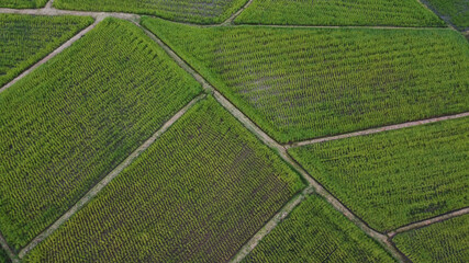 Aerial view of a rice fields in Thailand. green rice fields nature agricultural farm background, top view rice field with pathway agricultural parcels of different crops in green , Birds eye view