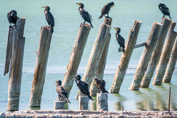 A flock of cormorants sits on a old sea pier