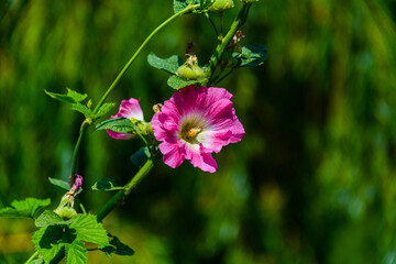 Pink mallow flowers (malva alcea) on a flowerbed © ihorbondarenko