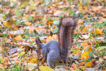 Squirrel in autumn hides nuts on the green grass with fallen yellow leaves