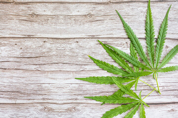 Cannabis leaves on wood table.Marijuana green leaf background. Top view, flat lay.Template or mock up.