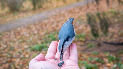 The Eurasian nuthatch eats seeds from a palm. Hungry wood nuthatch eating nuts from a hand during autumn