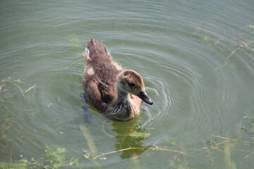 Young Duck On The Lake, William Hawrelak Park, Edmonton, Alberta