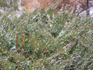 Bright green juniper branches covered with snow are illuminated by the sun. Juniper bush in winter.