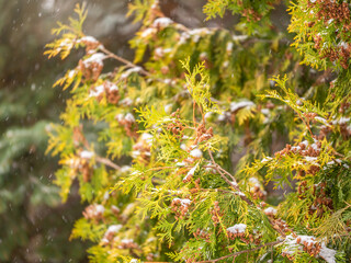 Snow on green thuja branches in the sunlight.