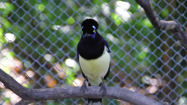 Bird cancan rook ( gralha cancan ) standing on a branch outdoors in Rio de Janeiro Brazil.