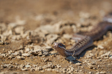 Poisonous snake Vipera berus on a dirt road. Dangerous animal in natural habitat