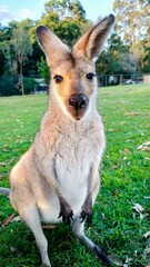 kangaroo