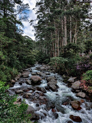 stream in the forest