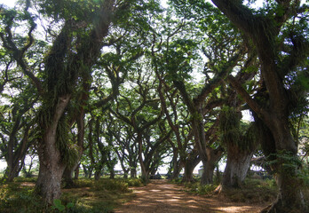 Walking around old trees 