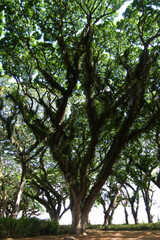 Walking around old trees 