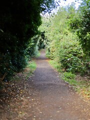 path in the woods