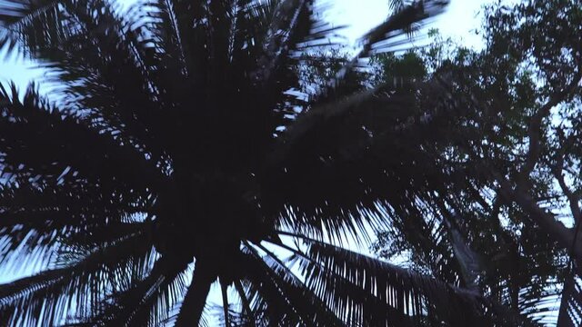 moving camera recording coconut trees. Bottom view. Summer background template