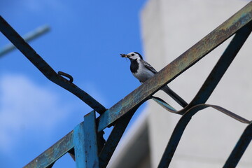 Птица с добычей