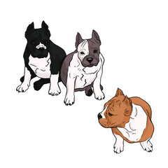 Isolated vector illustration of a set of dogs on a white background. Pet shop, veterinary medicine isolated blank for designers, logo, emblem, trend