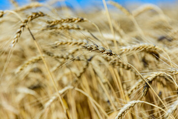 Fototapeta premium Closeup of the ripe wheat ready for harvest. Agricultural concept