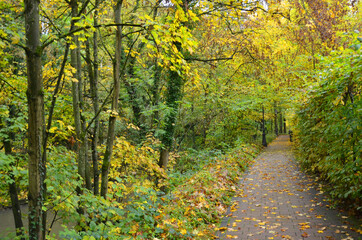Fototapeta premium The autumn path of Luxembourg. 