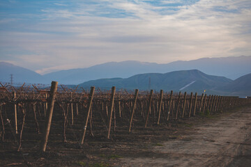 vineyard in mountains