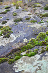 Close up of the mosses on the fortress brick.