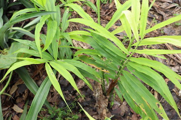 Obraz premium green colored ginger tree on farm