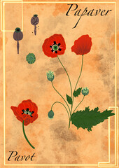 Planche botanique fleur pavot 