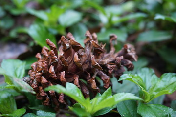Pine flower with a natural background