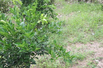 Fototapeta na wymiar green colored citruses tree on farm