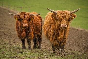 Closeup of hairy Scottish highland cows at a field