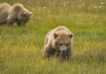Fototapeta premium Alaskan Coastal Brown Bear