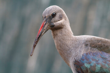 Hadeda Bird, Hadada ibis (Bostrychia Hagedash), long-beaked noisy bird native to Sub-Saharan Africa looking at camera