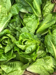 Fototapeta na wymiar Close up of vibrant green summer lettuce