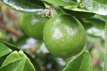 green colored citruses tree on farm