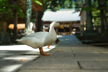 平塚八幡宮のアヒル