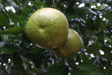 tasty and healthy grapefruit bunch on tree