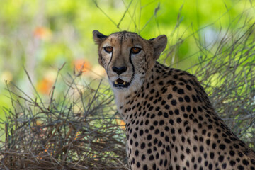 Cheetah (Acinonyx jubatus) close up looking to camera on a safari in Africa.