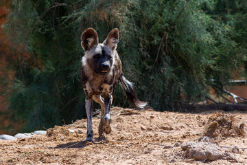 An African wild dog (Lycaon pictus) running through dry ground towards camera.