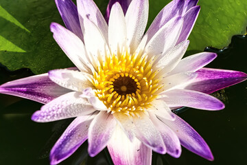 Close up of beautiful blooming lotus flower.Lotus petals is beautiful.