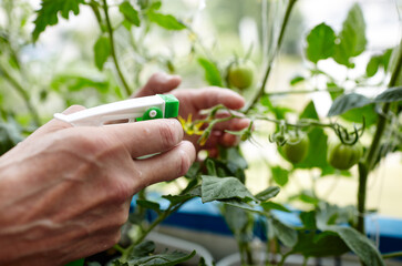 Old man gardening in home greenhouse. Men's hands hold spray bottle and watering the tomato plant