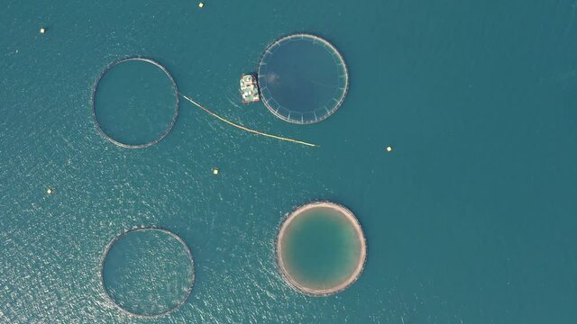 Top-down View Of Fish Farm Round Fish Cages In Westfjord, Iceland. - aerial drone