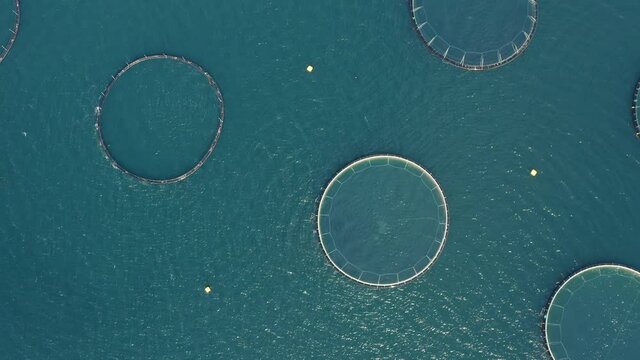 Aerial View Of Round Fish Net Cages On The Blue Water Of Fjord Near Westfjord In Iceland.
